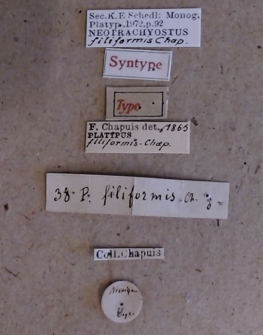 Neotrachyostus filiformis M st Labels