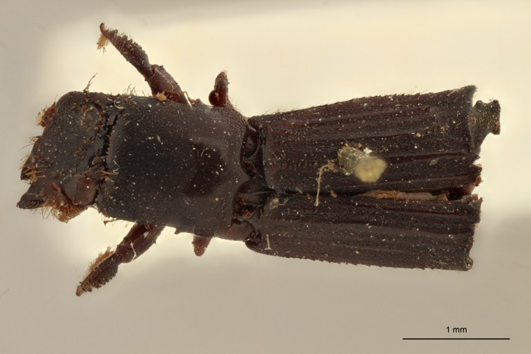 Neotrachyostus lobatus F st D Neotrachyostus lobatus F st D