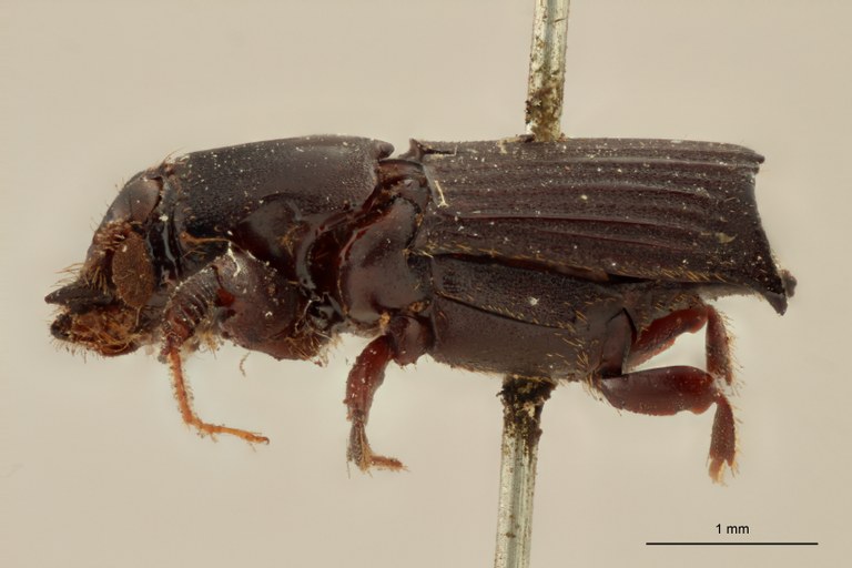 Neotrachyostus lobatus F st L Neotrachyostus lobatus F st L