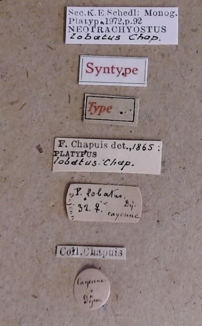 Neotrachyostus lobatus F st Labels