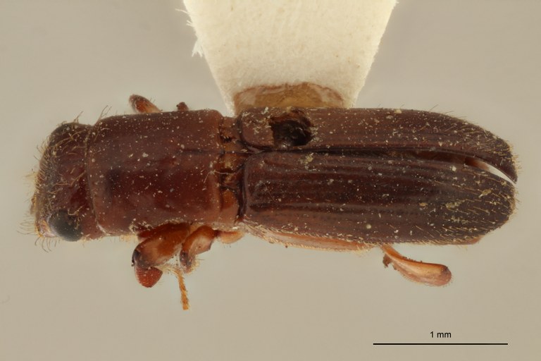 Neotrachyostus pacificus M t D Neotrachyostus pacificus M t D