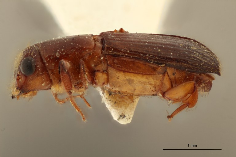 Neotrachyostus pacificus M t L Neotrachyostus pacificus M t L