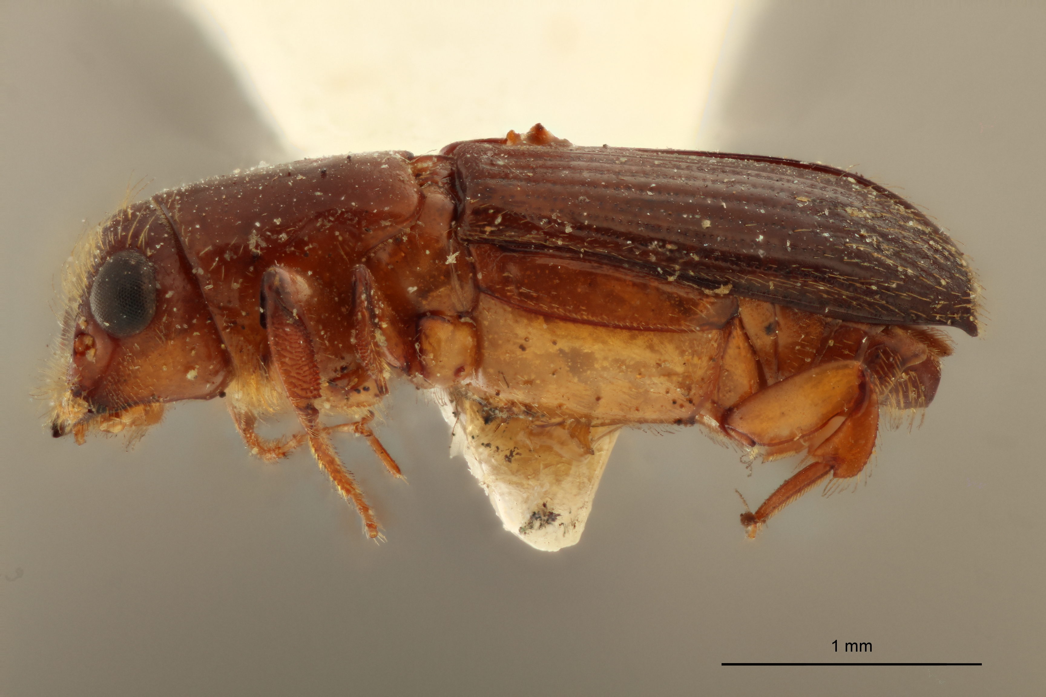Neotrachyostus pacificus M t L