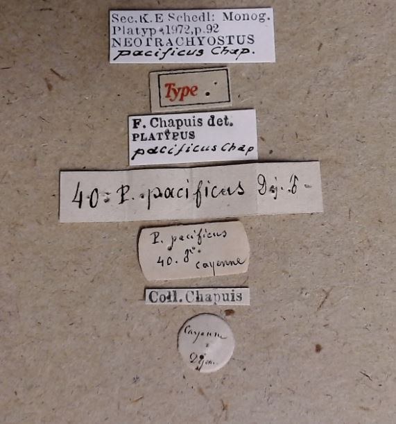 Neotrachyostus pacificus M t Labels Neotrachyostus pacificus M t Labels