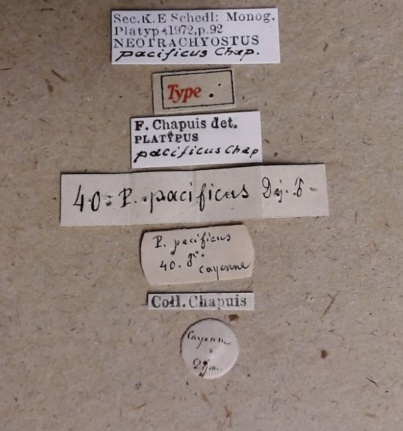 Neotrachyostus pacificus M t Labels