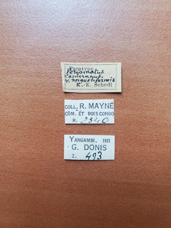 Periommatus angustiformis pt Labels