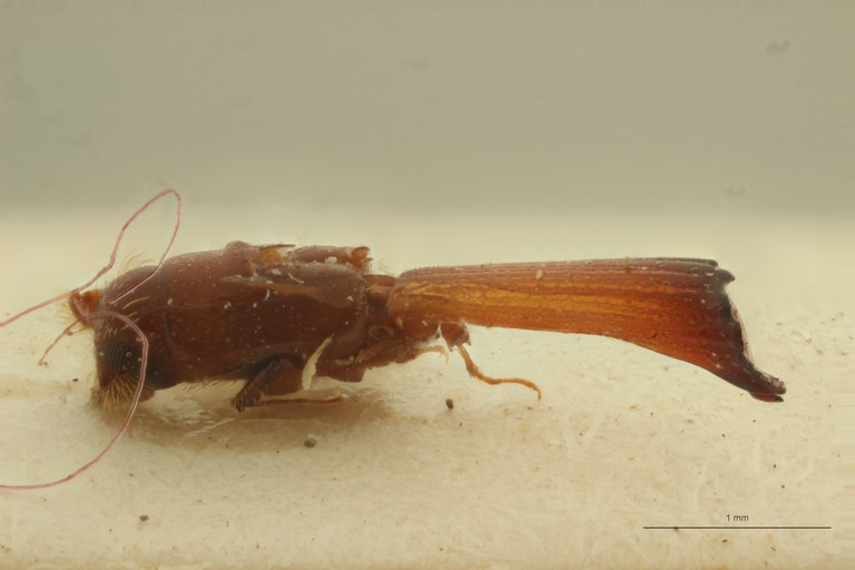 Periommatus angustiformis pt L