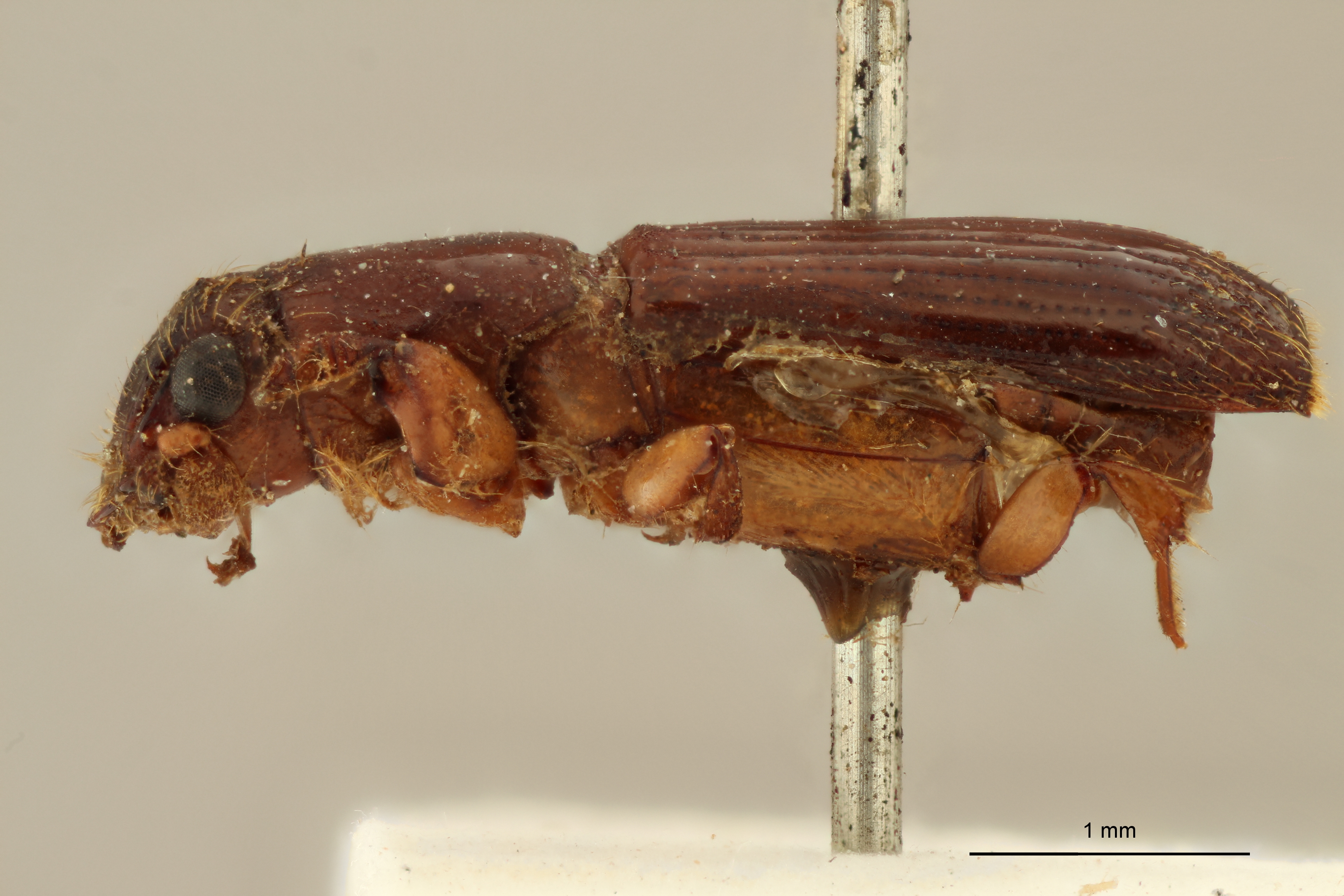 Platypus apicalis M st L