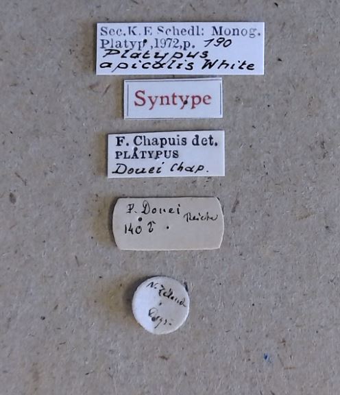 Platypus apicalis M t st Labels
