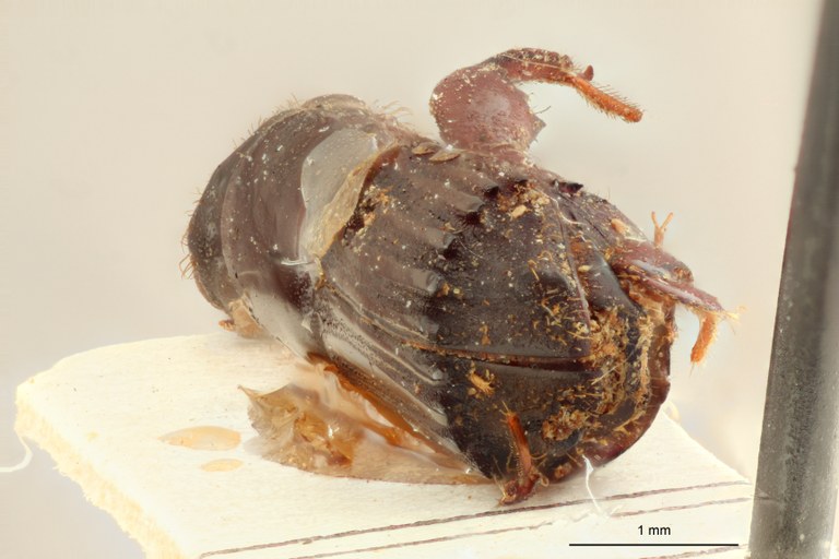 Platypus auricularis F t Ba Platypus auricularis F t Ba