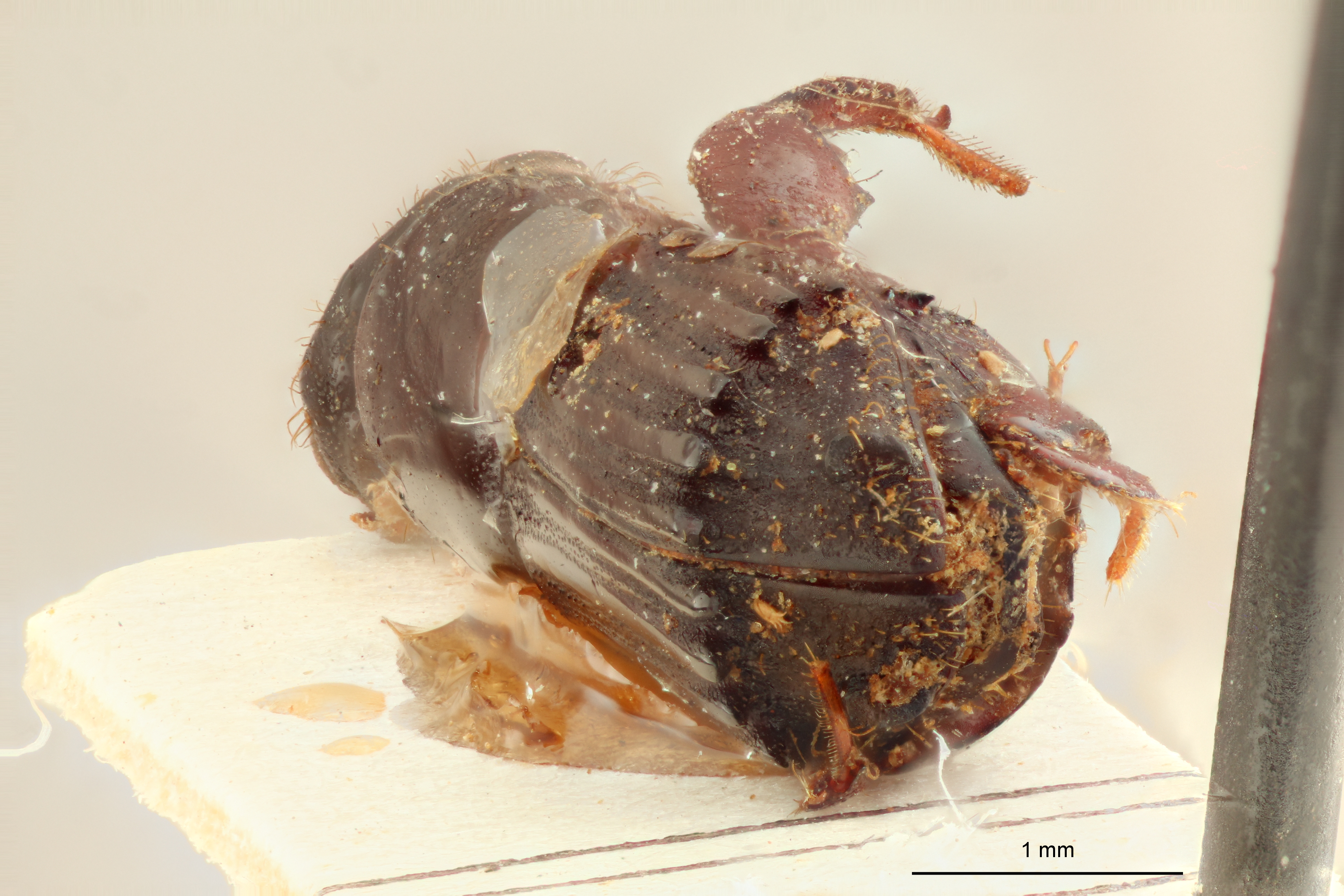 Platypus auricularis F t Ba