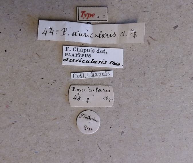 Platypus auricularis F t Labels