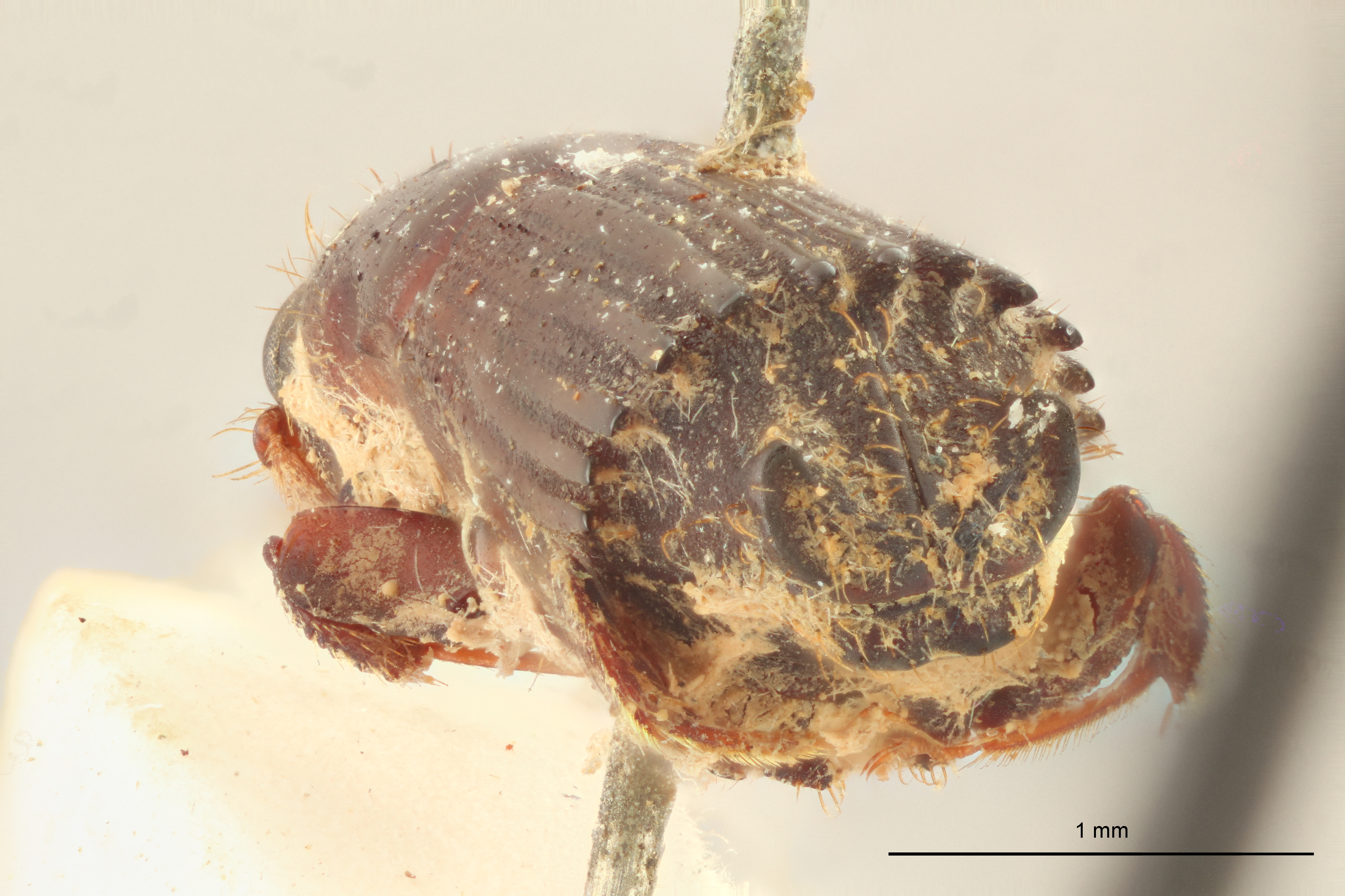 Platypus auritus st Ba
