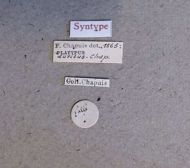 Platypus auritus st Labels Platypus auritus st Labels