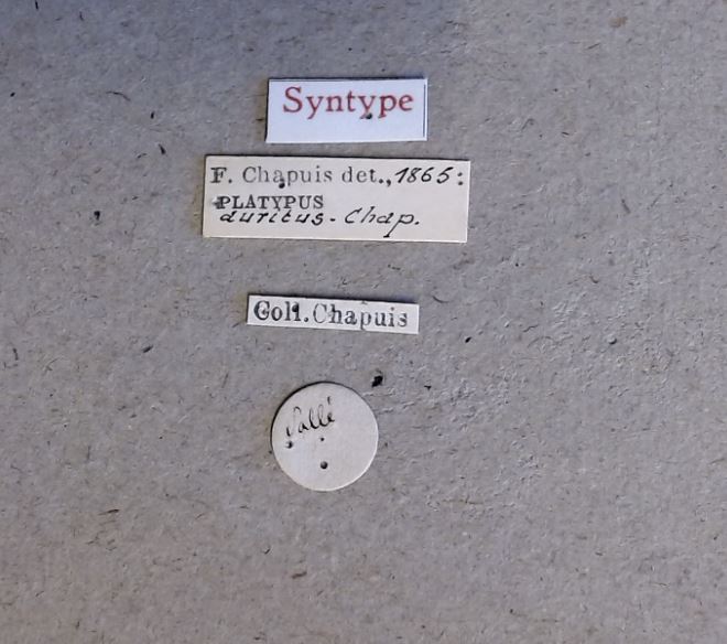 Platypus auritus st Labels