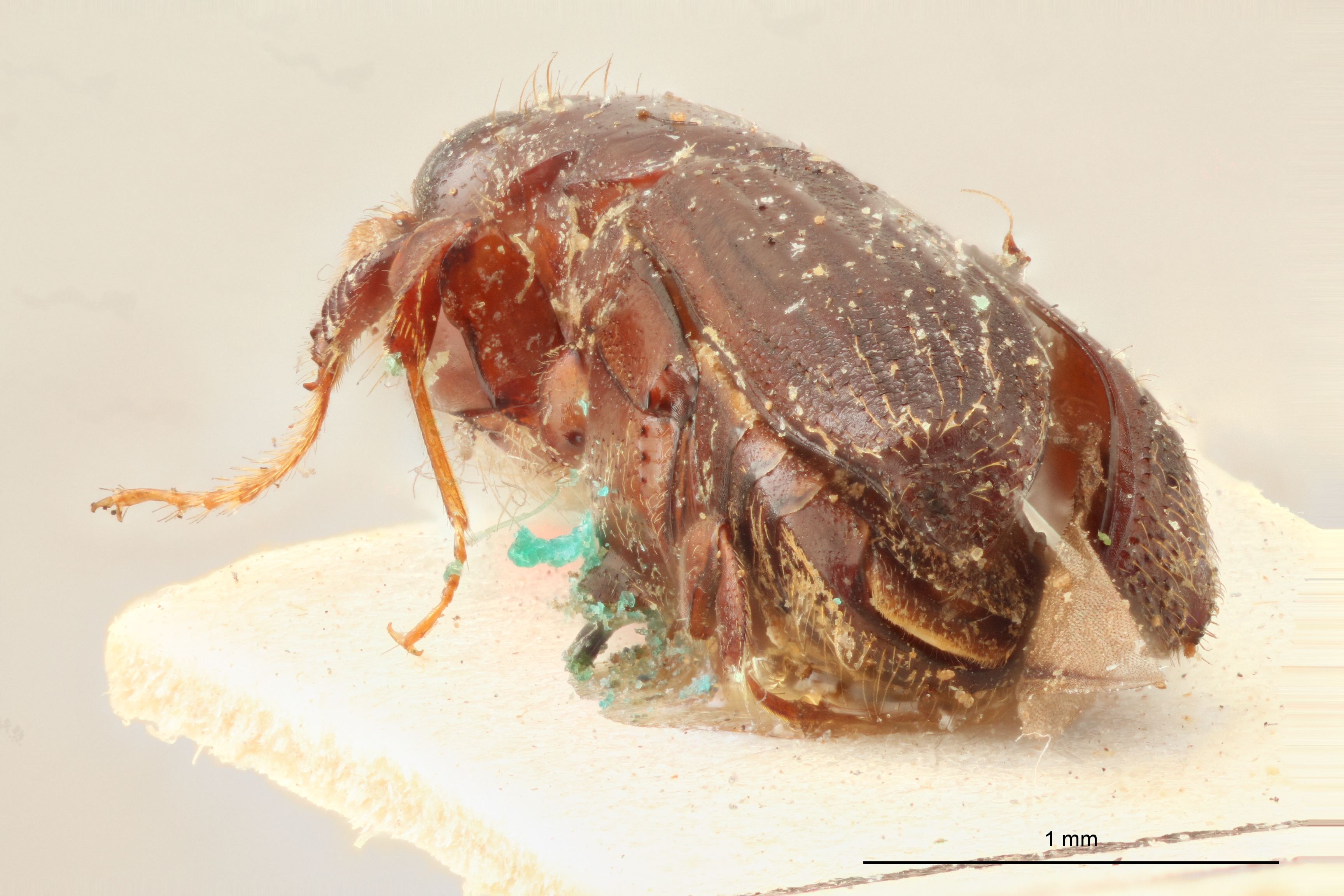 Platypus binodulus M t Ba