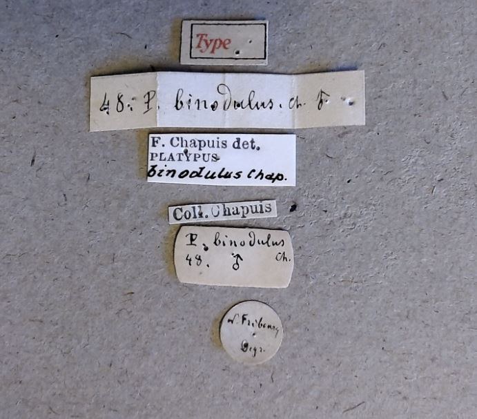 Platypus binodulus M t Labels Platypus binodulus M t Labels