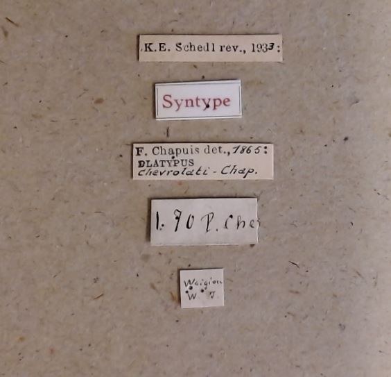 Platypus chevrolati st Labels Platypus chevrolati st Labels