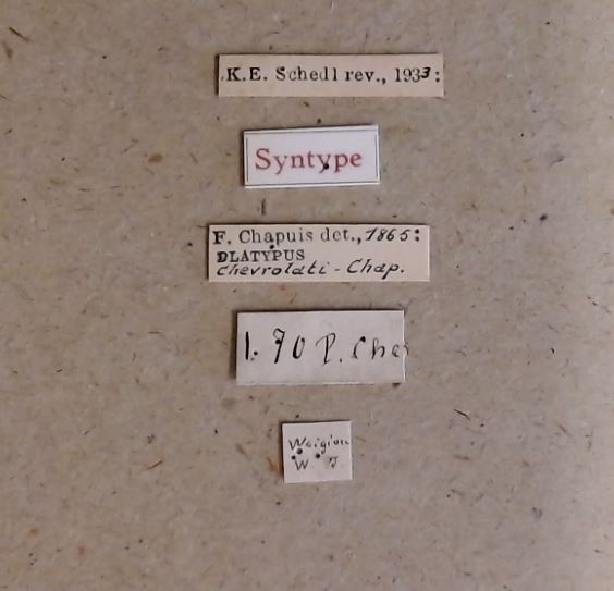 Platypus chevrolati st Labels