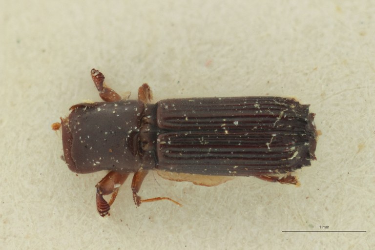 Platypus conjunctus pt D