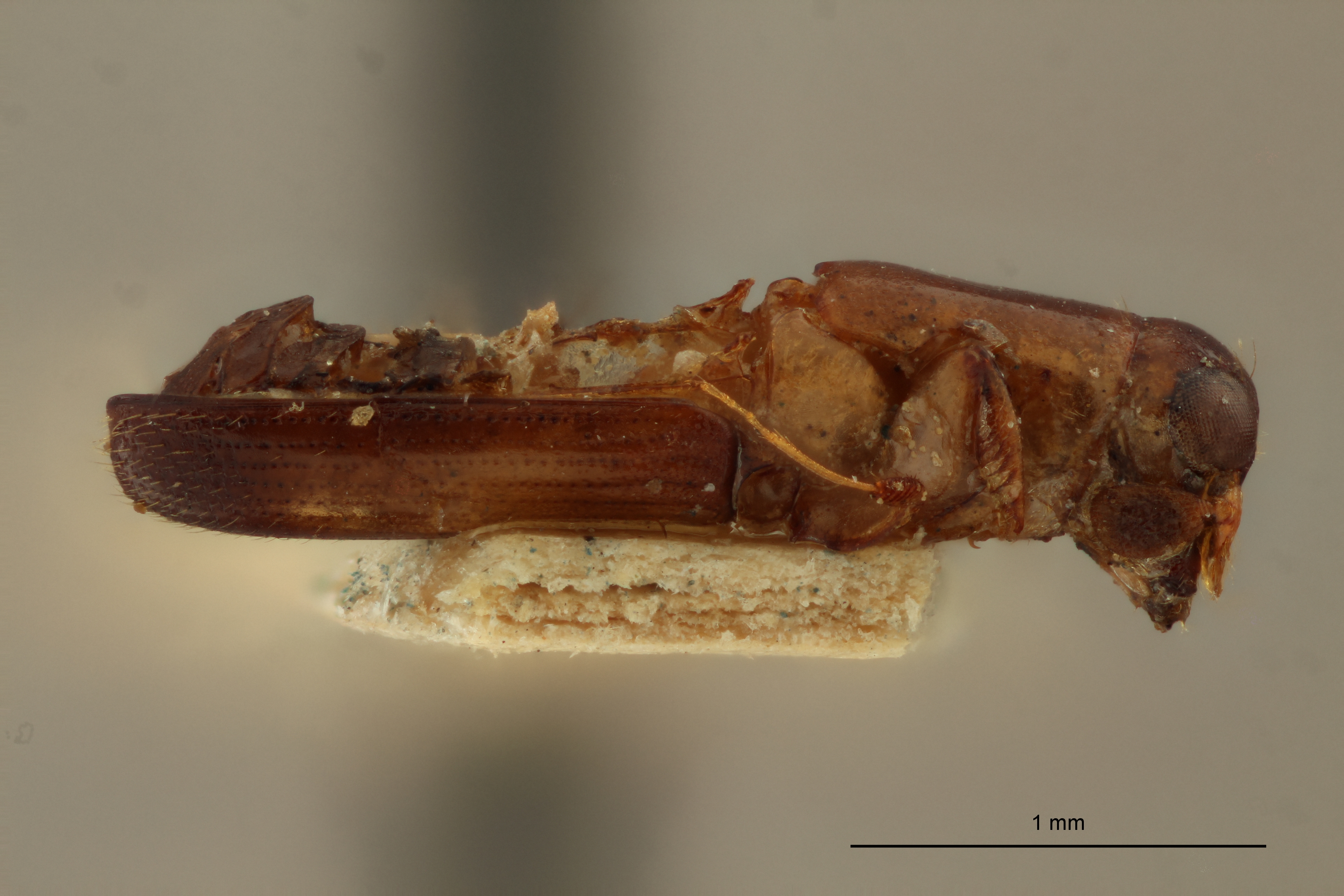 Platypus cordiger var. bifrons t L