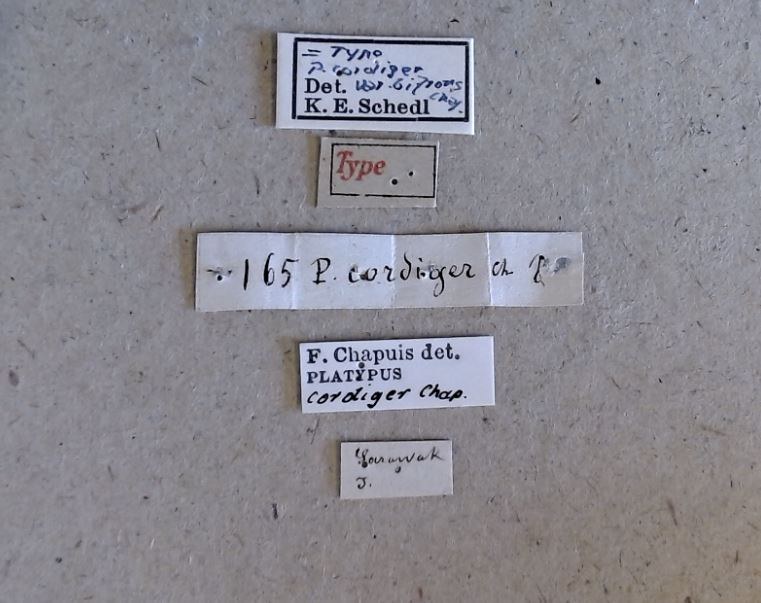 Platypus cordiger var. bifrons t Labels Platypus cordiger var. bifrons t Labels