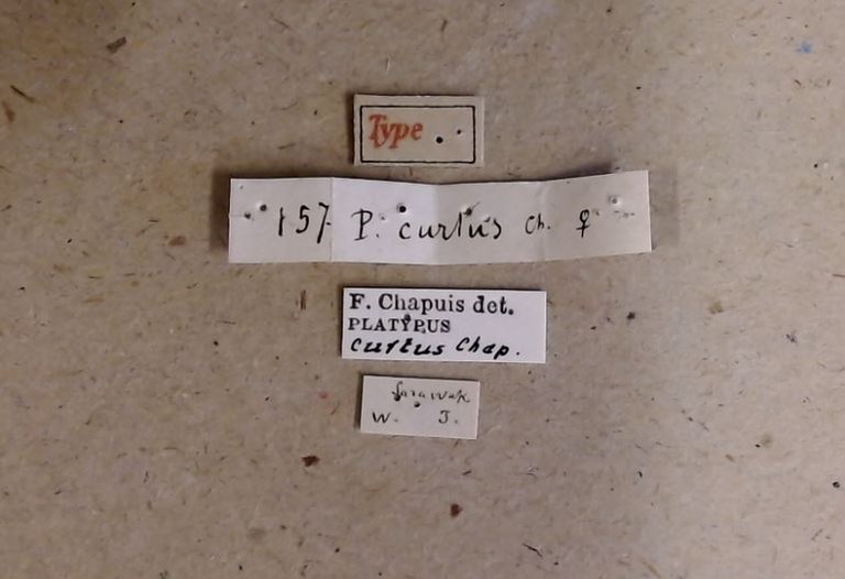 Platypus curtus t Labels Platypus curtus t Labels
