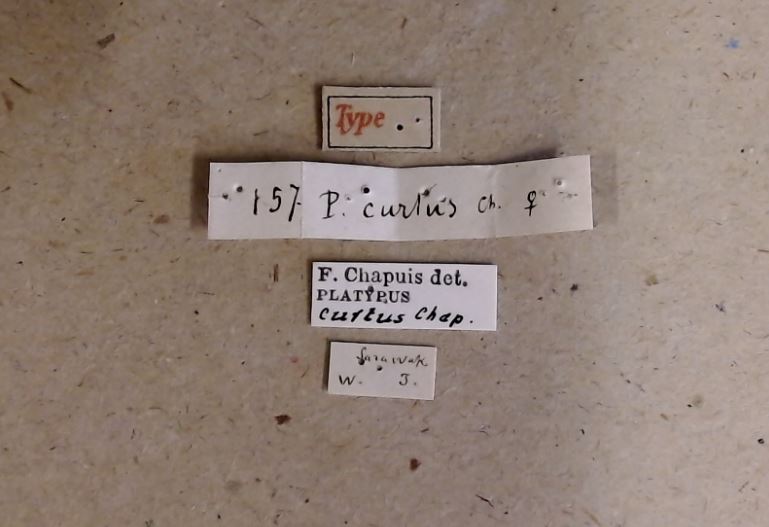Platypus curtus t Labels