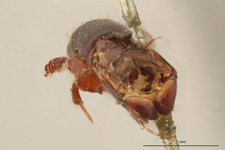 Platypus deyrollei t Ba