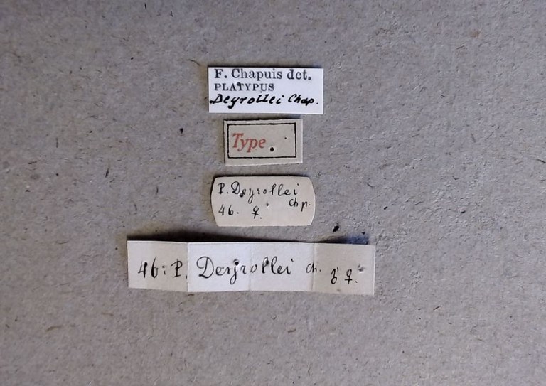 Platypus deyrollei t Labels