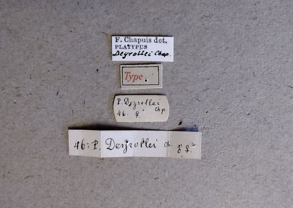 Platypus deyrollei t Labels