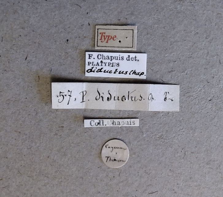 Platypus diductus M t Labels Platypus diductus M t Labels