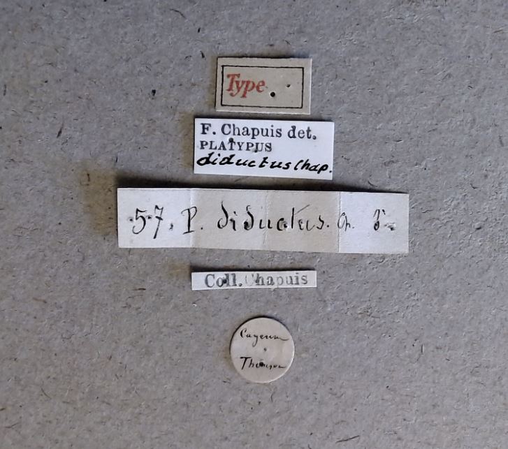 Platypus diductus M t Labels
