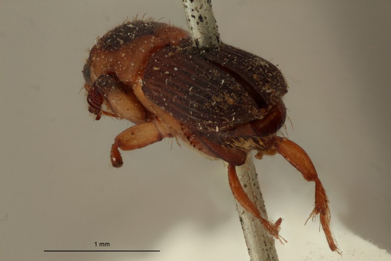 Platypus discicollis st Ba