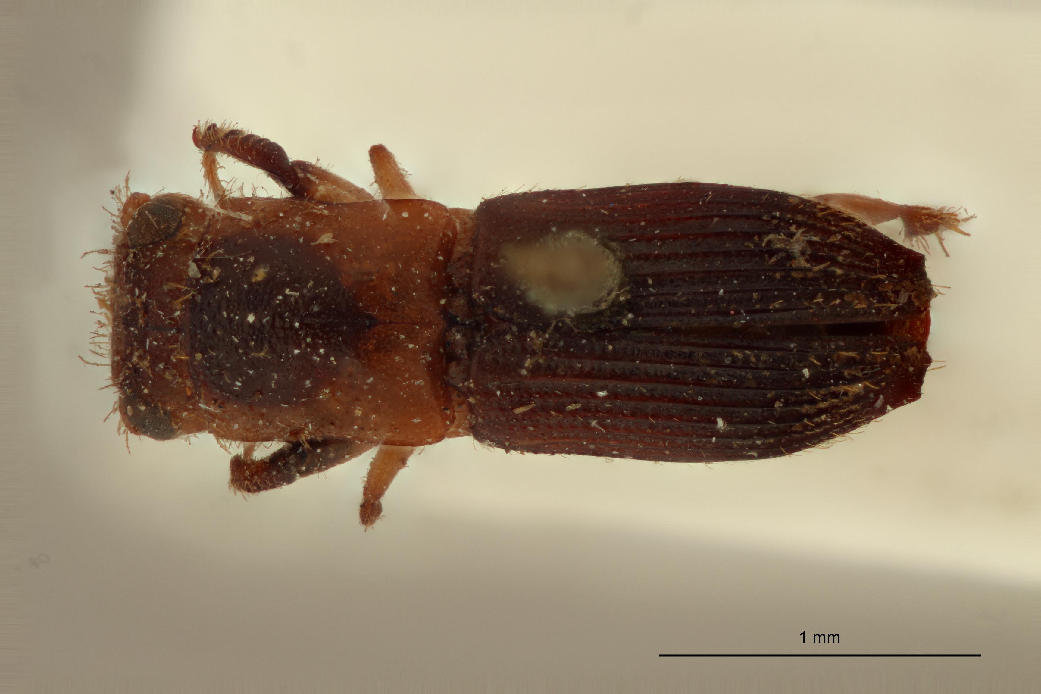 Platypus discicollis st D