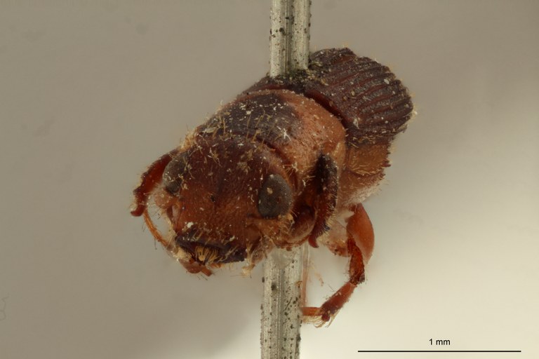 Platypus discicollis st F