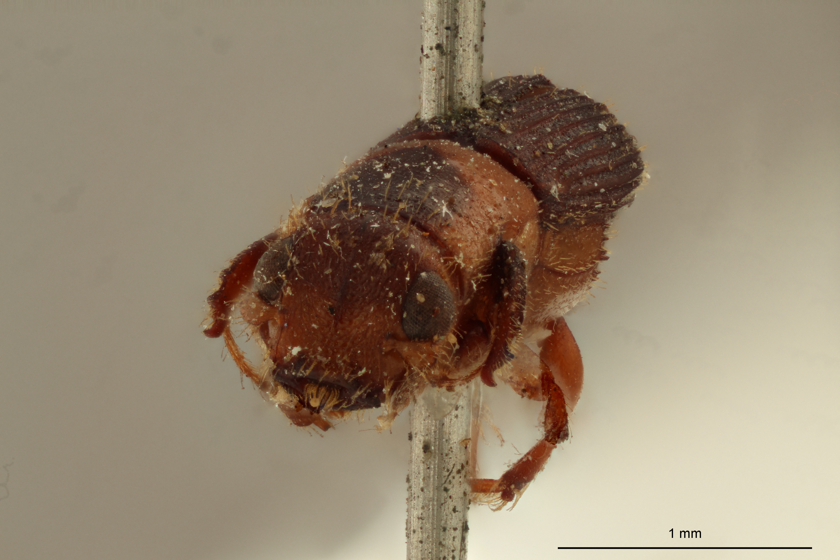 Platypus discicollis st F