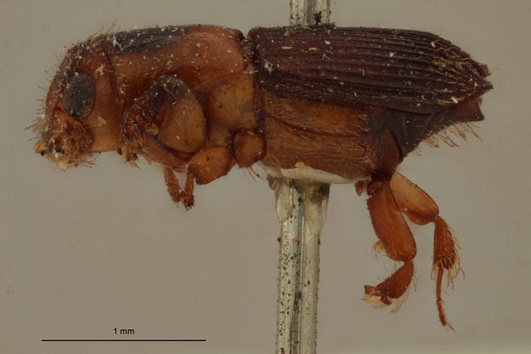 Platypus discicollis st L