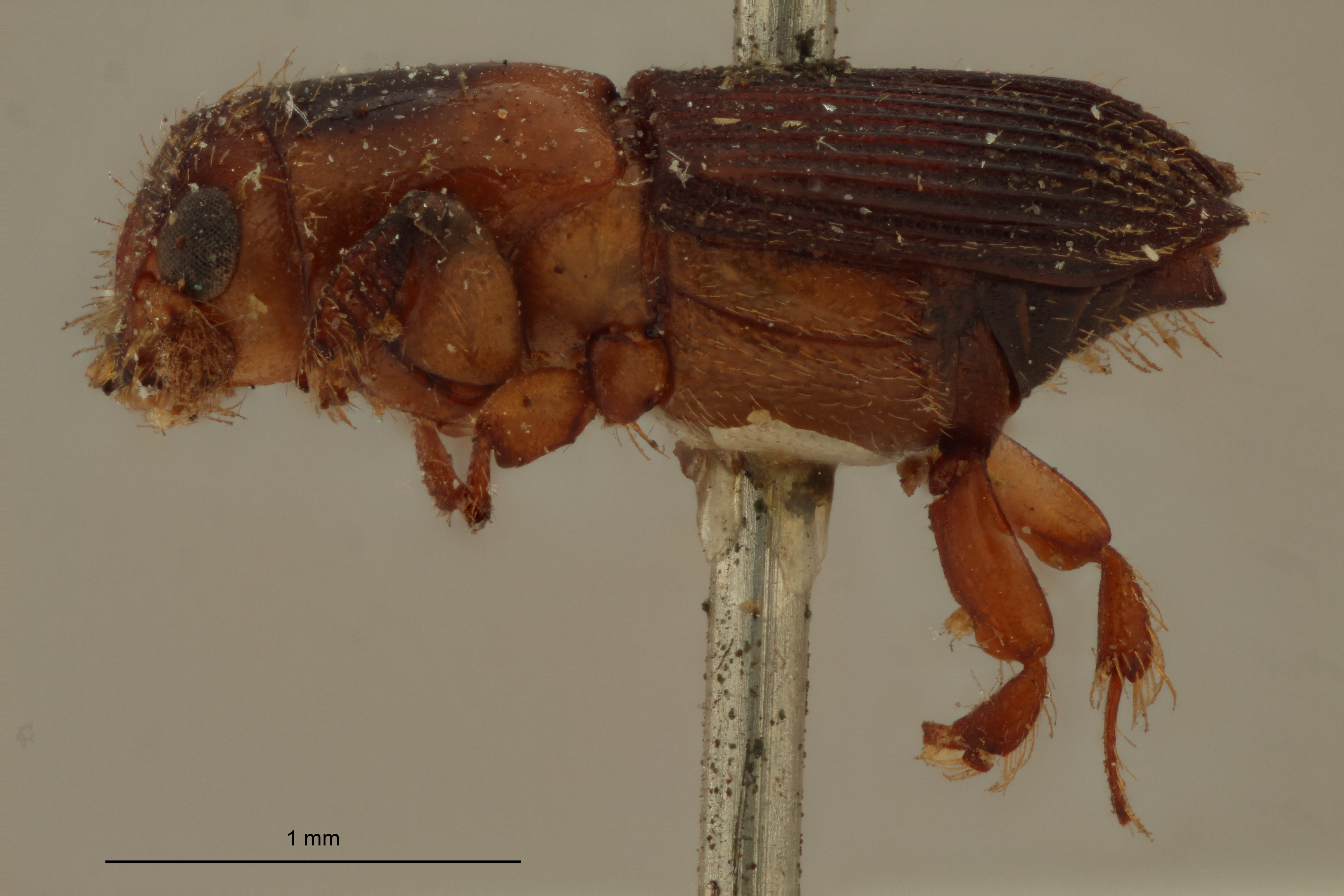 Platypus discicollis st L