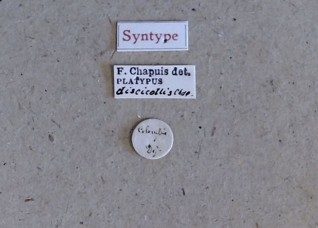 Platypus discicollis st Labels