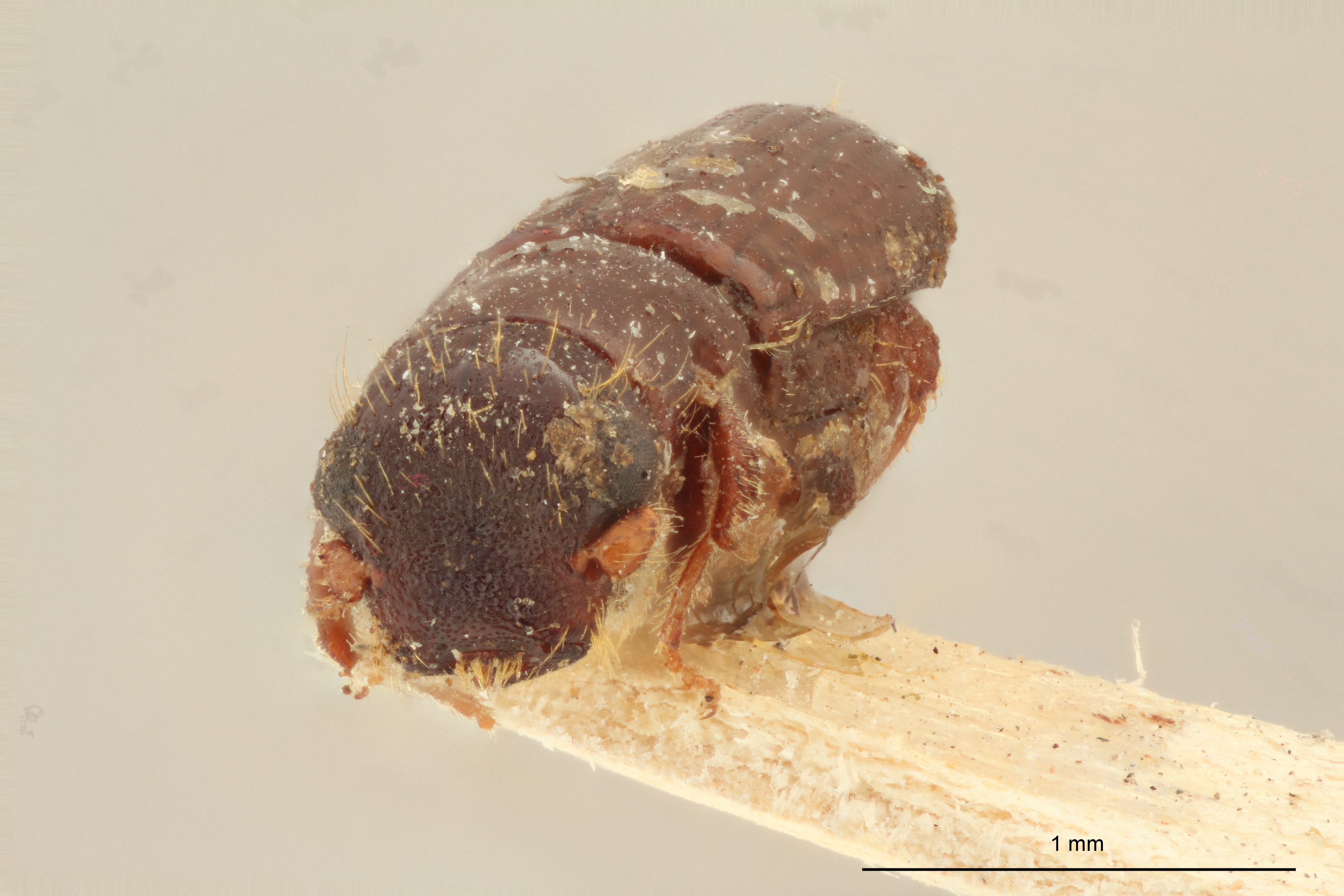 Platypus dissimilis M t F