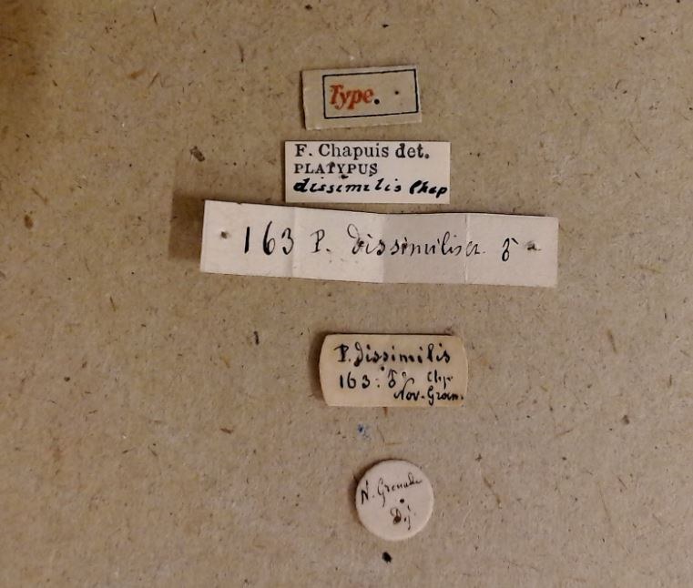 Platypus dissimilis M t Labels Platypus dissimilis M t Labels