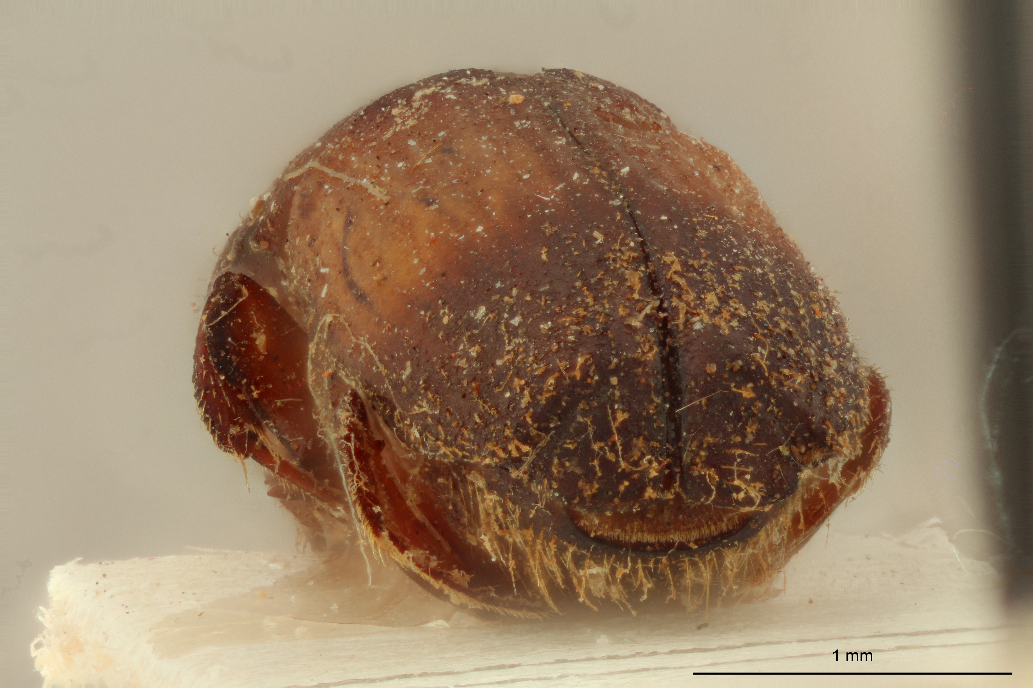Platypus elongatus M st Ba