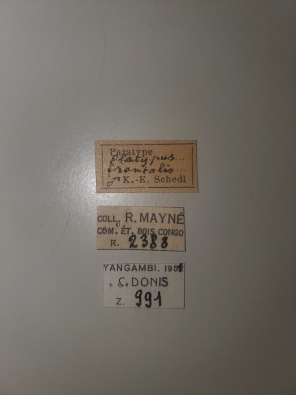 Platypus frontalis M pt Labels