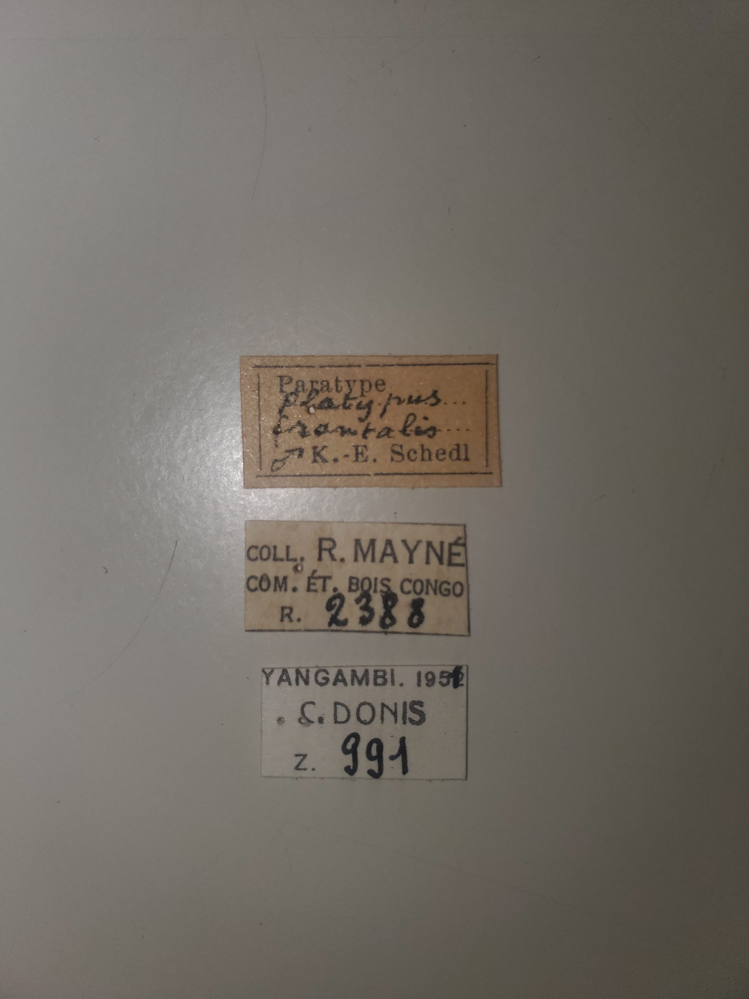 Platypus frontalis M pt Labels