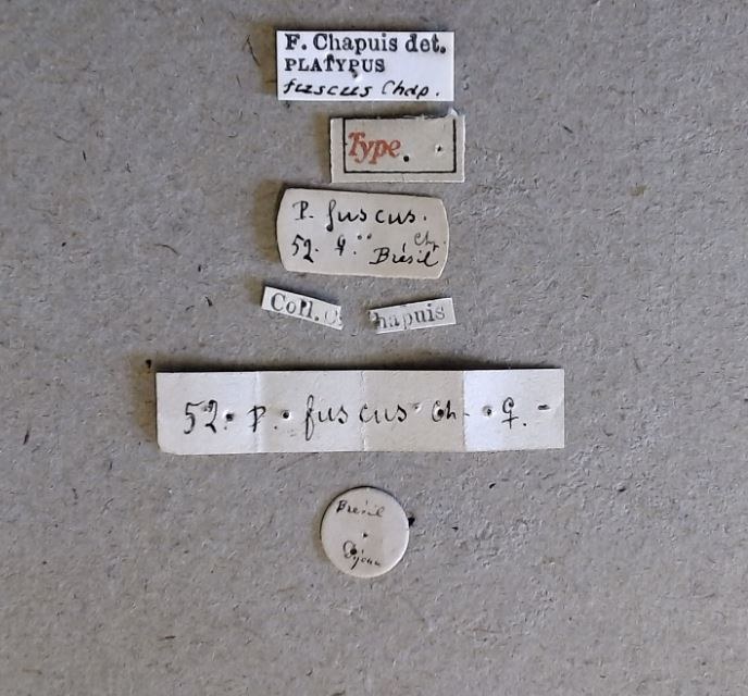 Platypus fuscus F t Labels Platypus fuscus F t Labels
