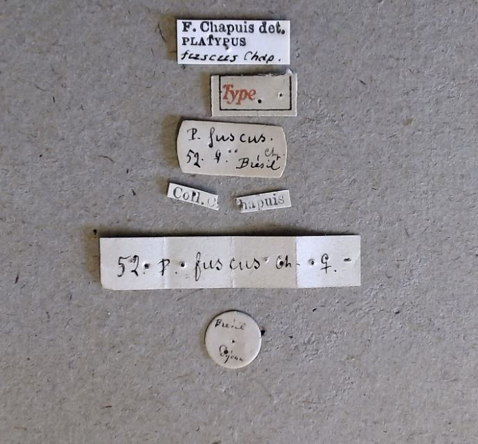 Platypus fuscus F t Labels