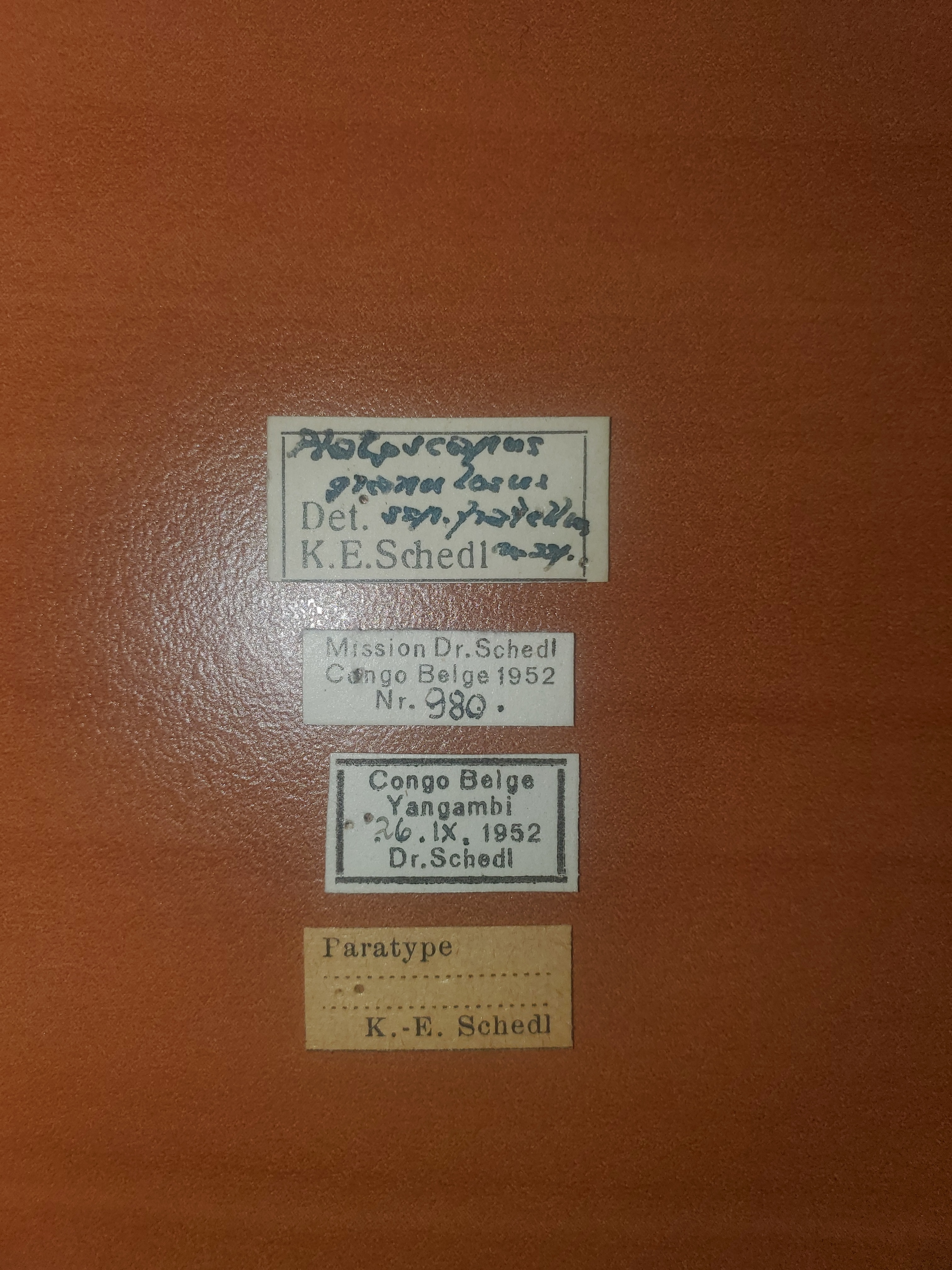 Platypus granulosus fratellus pt Labels