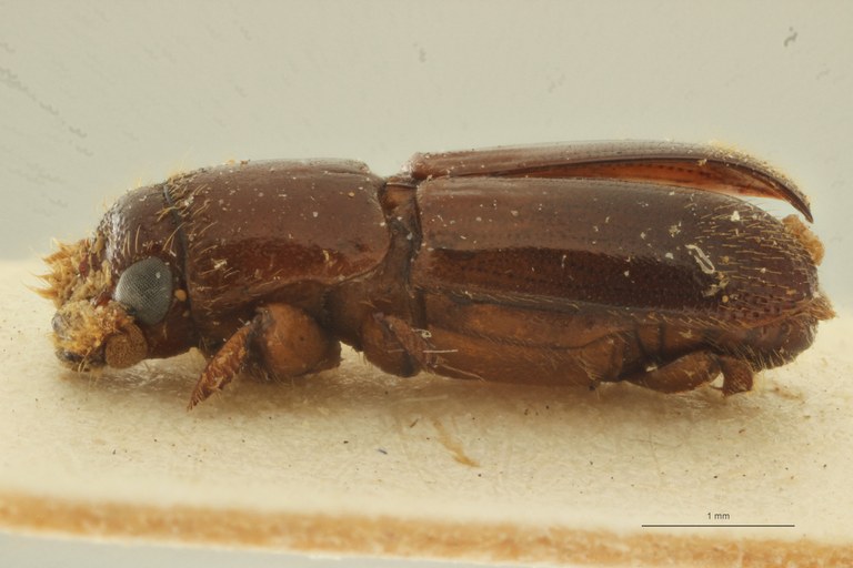 Platypus granulosus fratellus pt L