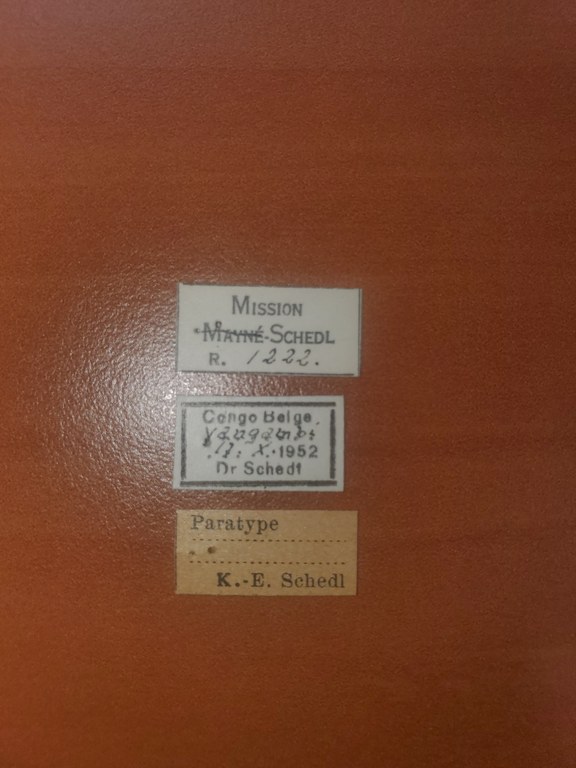 Platypus granulosus pt Labels